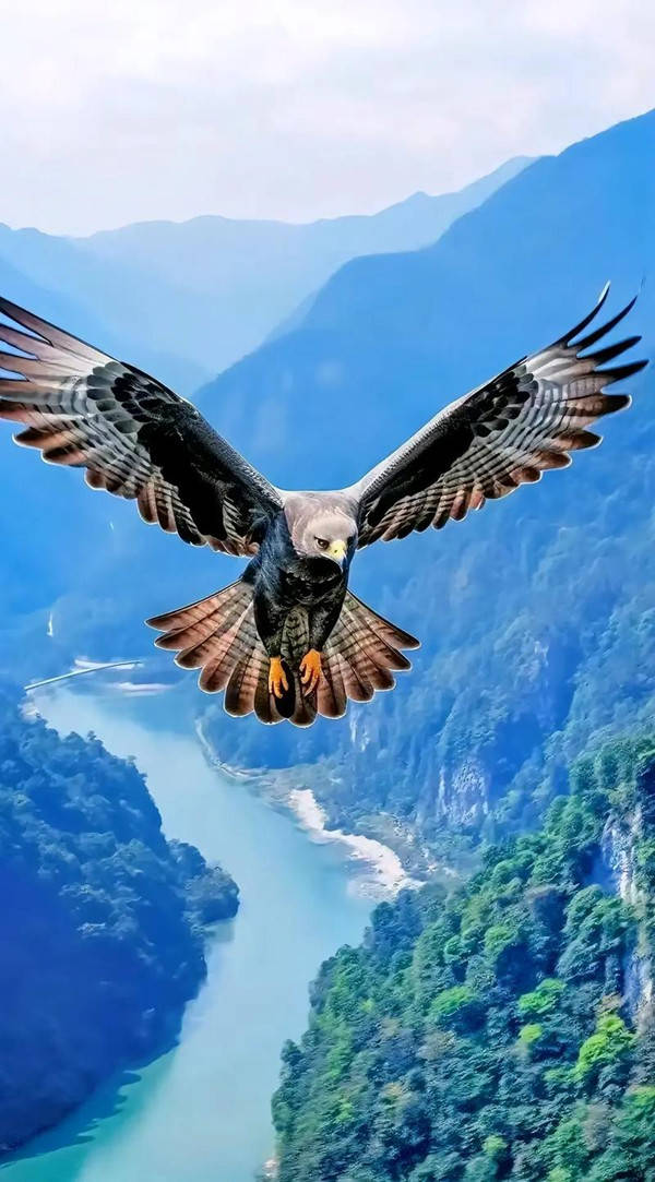 老鹰连胜,士气高涨的简单介绍 老鹰连胜,士气高涨的简单介绍